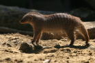 ZOO Vídeň